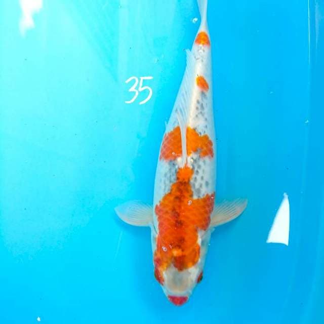 ghosiki 35 cm