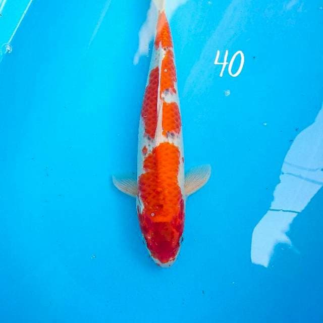 ghosiki 40 cm