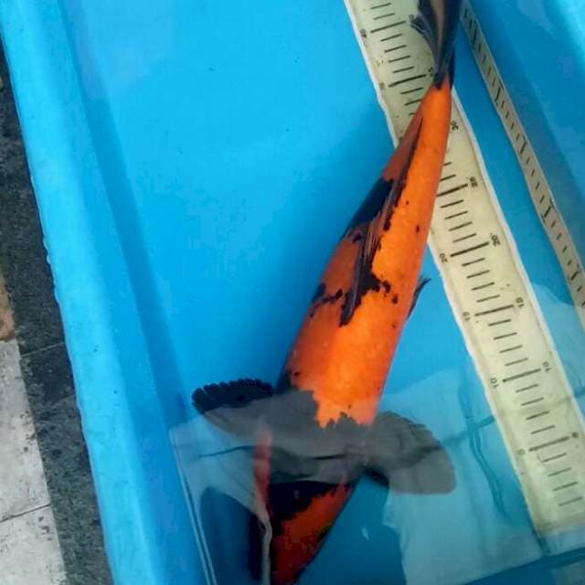 Hiutsuri jumbo 46 cm jantan