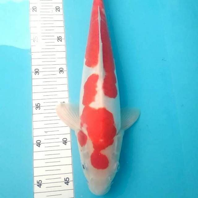 Kohaku doitsu 35cm
