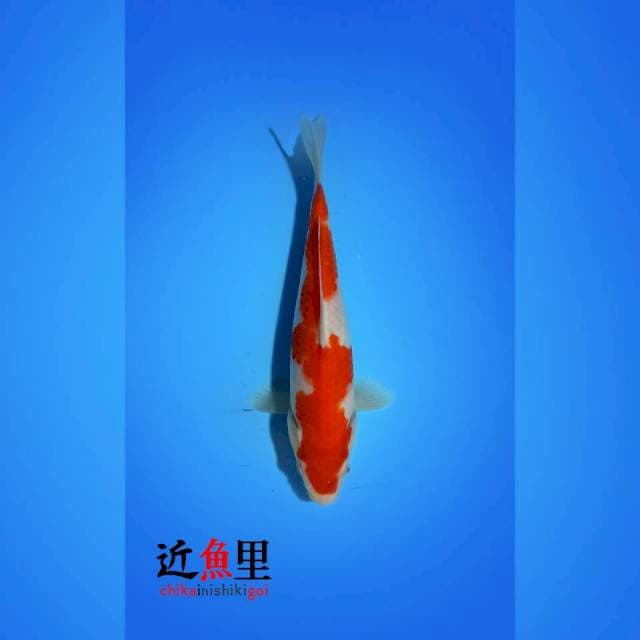 HQ _ HIGH STRAIGHT KOHAKU 23 cm