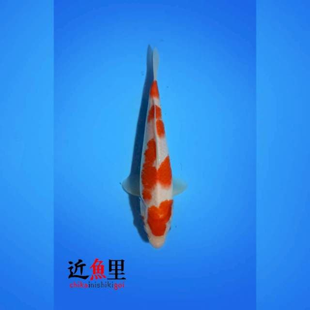 HQ _ KOHAKU 25 cm
