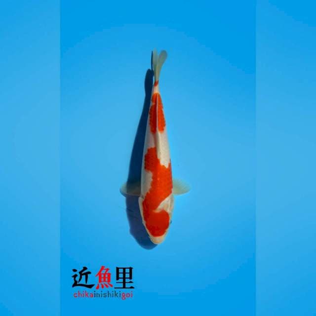 HQ _ NIDAN INAZUMA KOHAKU 27 cm
