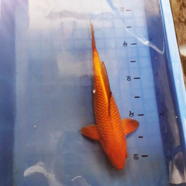 Chagoi Tembaga 35cm Super