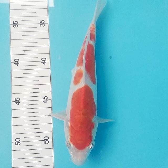 Kohaku doitsu 22cm