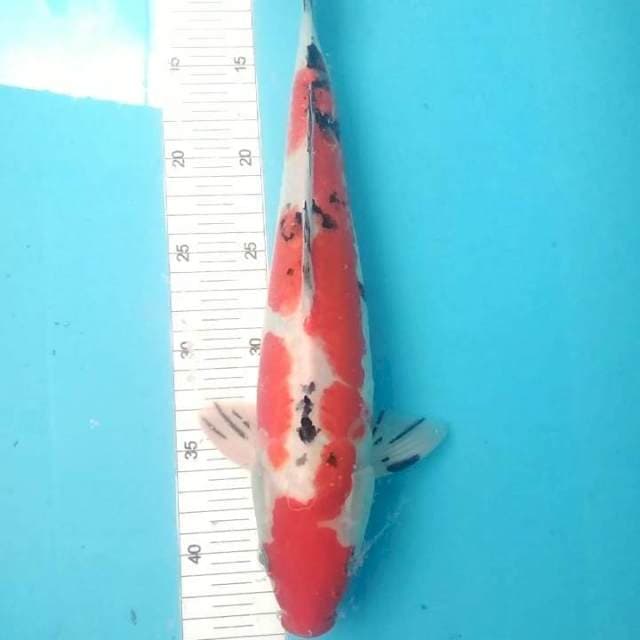 Sanke doitsu 36cm