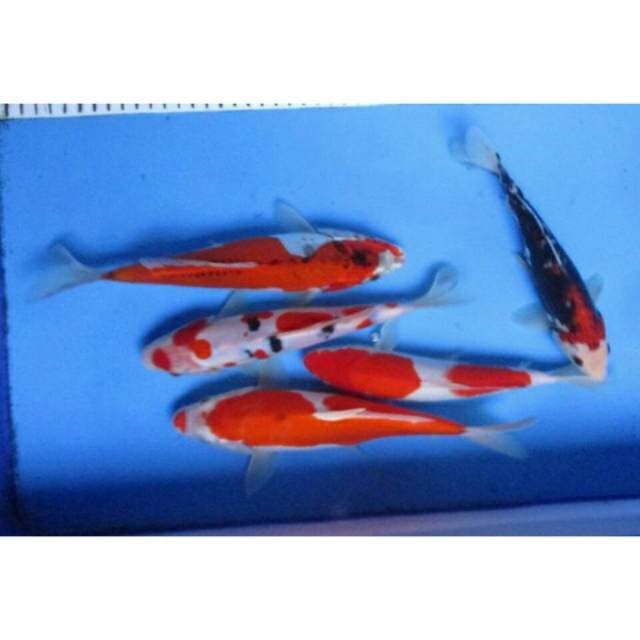 Mix koi
