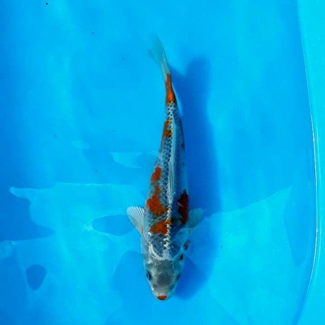 Antik 27 cm