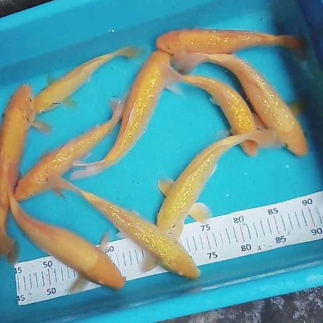 Mix karashi 25bu -30cm.