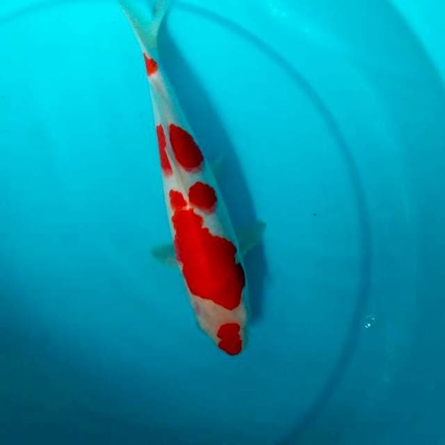 Kucibeni 25 cm
