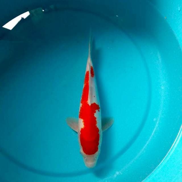 Kohaku merah joss 27 cm
