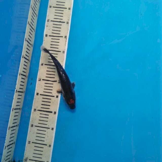 Kumon antik dan langka