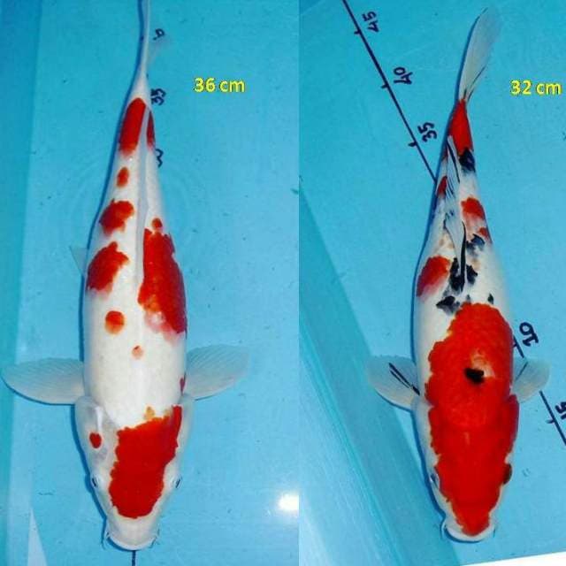 Red Kohaku ( 36 cm ) & Red Sanke ( 32 cm )
