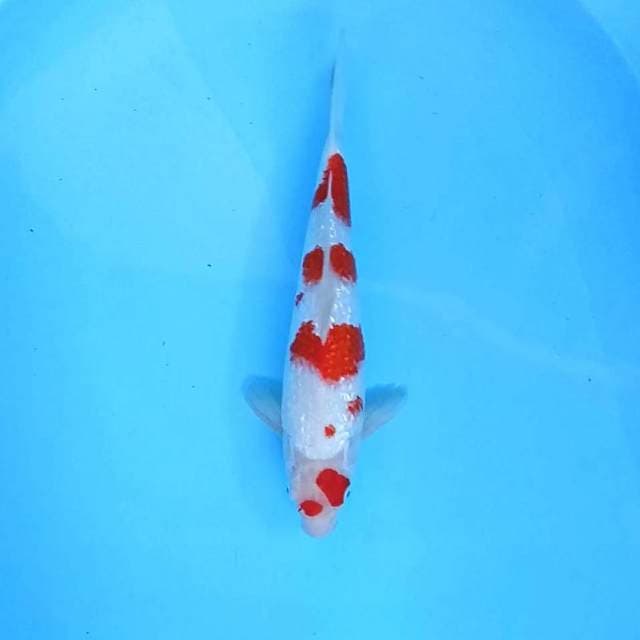 c. Kohaku Ginrin || 33 cm || Male