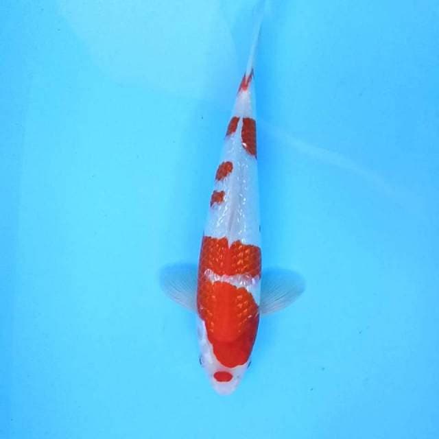d. Kohaku Ginrin || 35 cm || Male