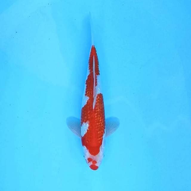 e. Kohaku Ginrin || 31 cm || Male