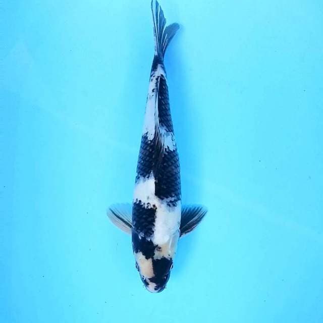 f. Shiro Super || 37 cm || Male