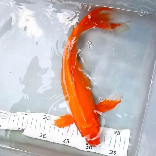 j. Orenji Slayer || 33 cm || Female