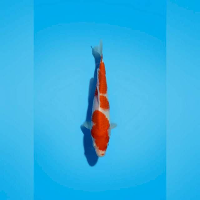 KOHAKU_3STEP_19CM