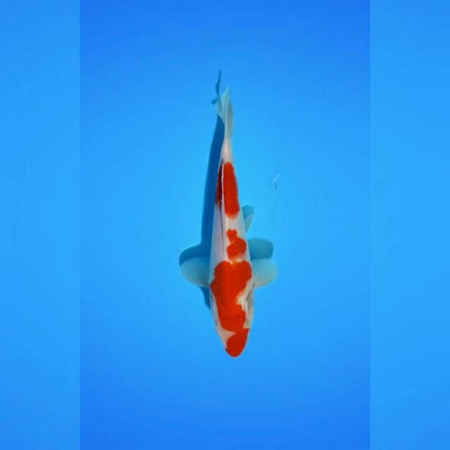 KOHAKU_SQ_20CM
