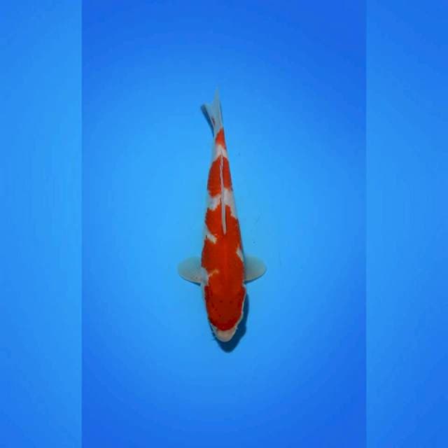 INNAZUMA_KOHAKU_24CM