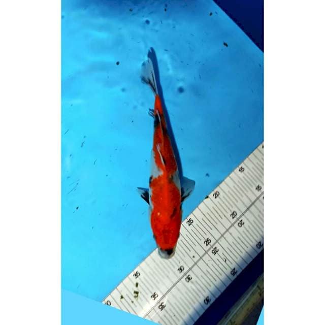 SHOWA_25CM