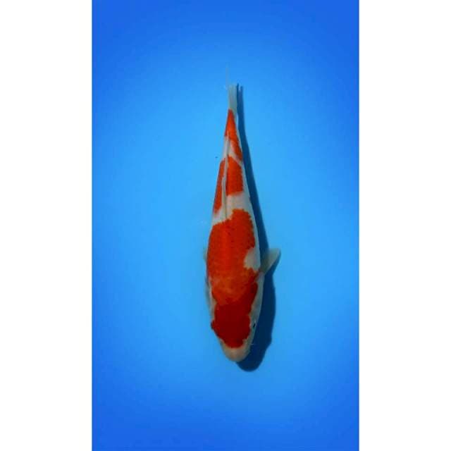KOHAKU_27CM