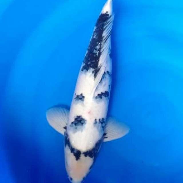 Shiro jantan 57cm