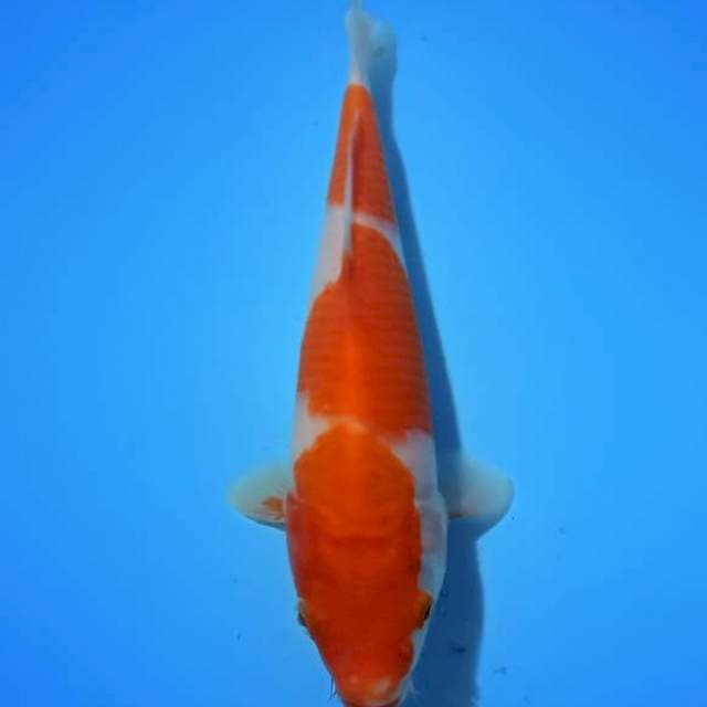 Kohaku 21cm