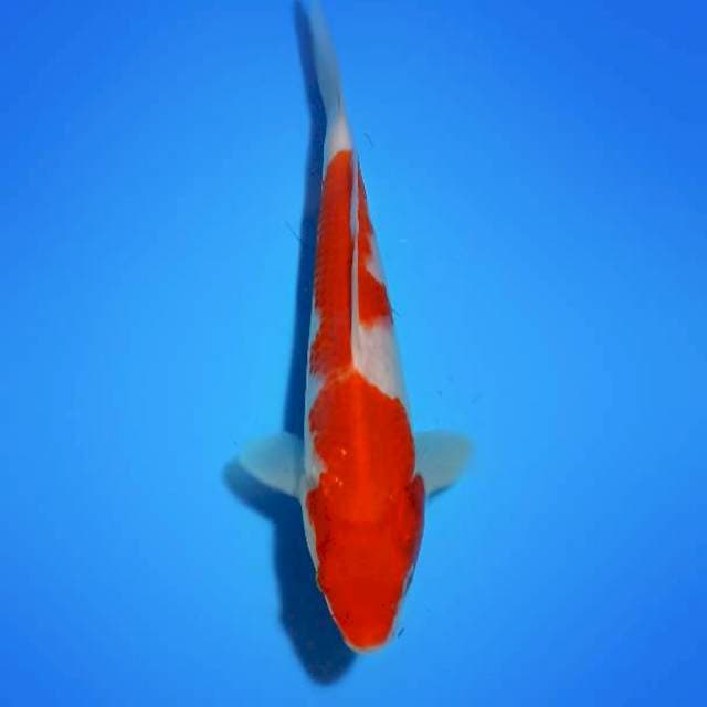Kohaku 22cm