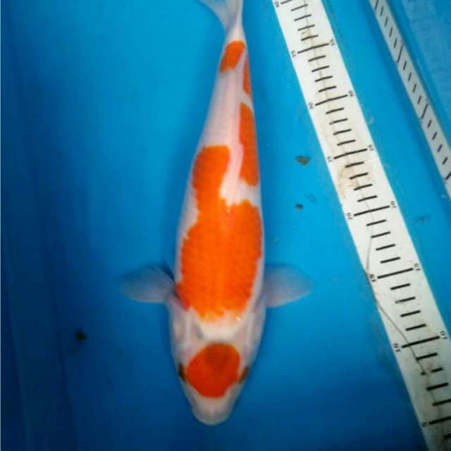 MARUTEN KOHAKU