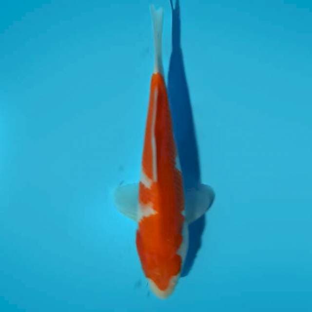 Kohaku 17cm
