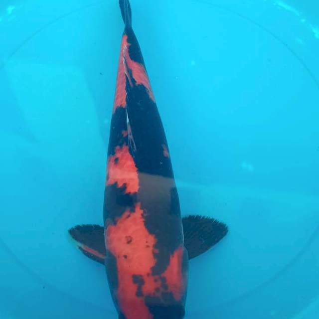 hi utsuri 36cm