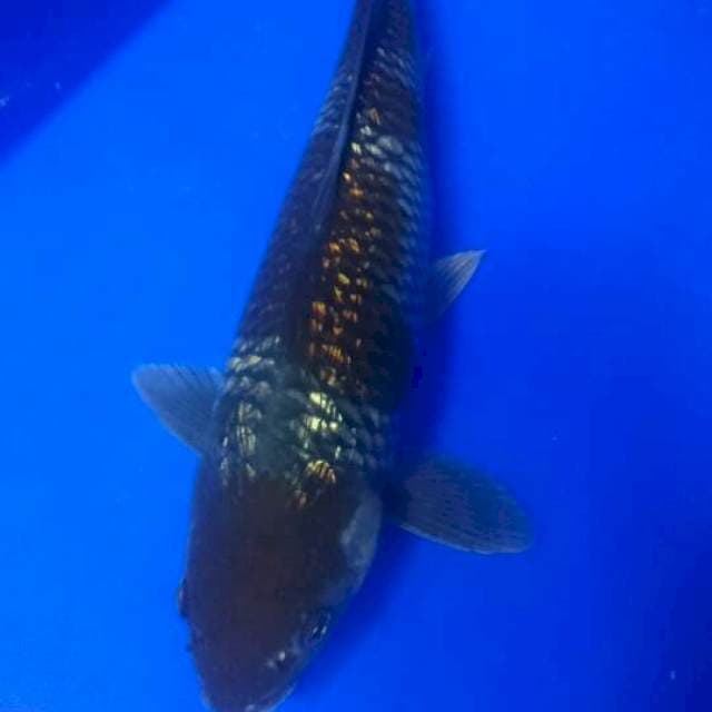 Ochiba gindrin 40 cm BU