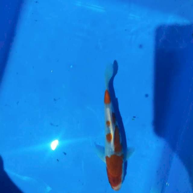 Koromo 4 stepp 21cm