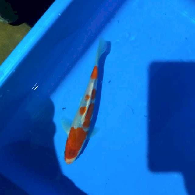 Koromo 4 stepp 21cm
