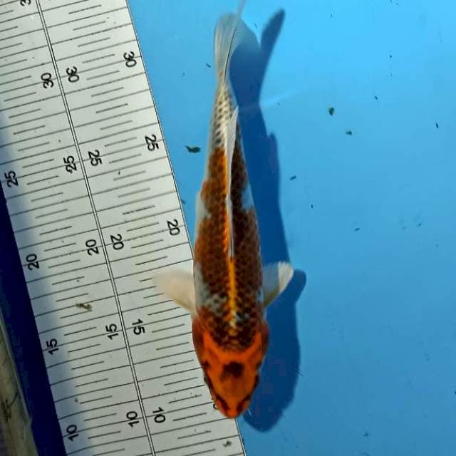 Kujaku 22cm