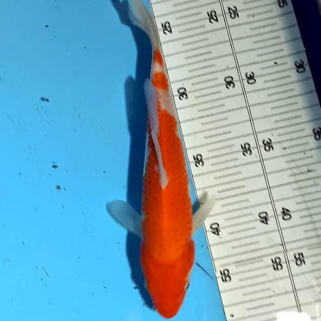 Kohaku 22cm