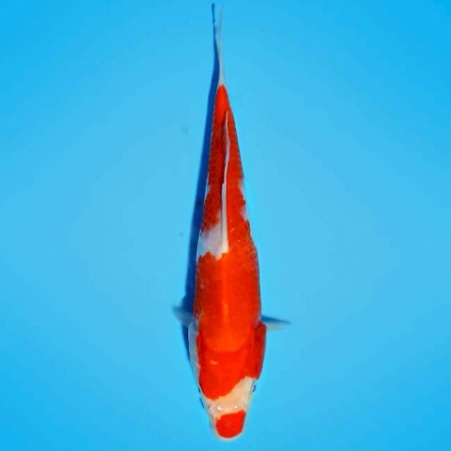 Kohaku 22cm