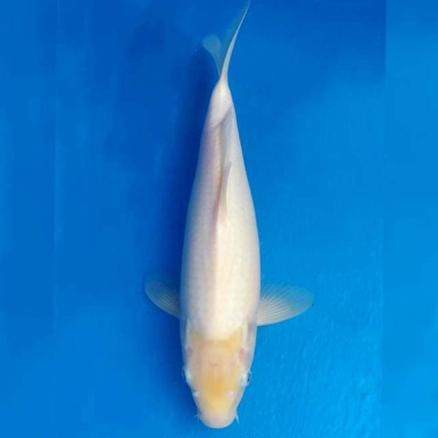 Ogata Super White Shiromuji