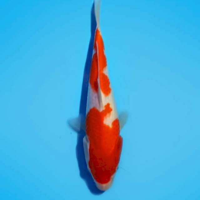 Kohaku 26cm