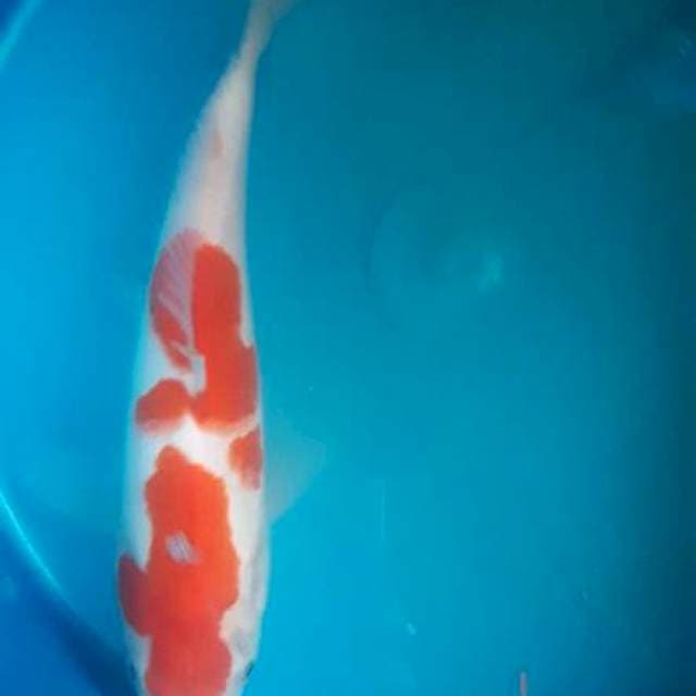 Kohaku 27cm