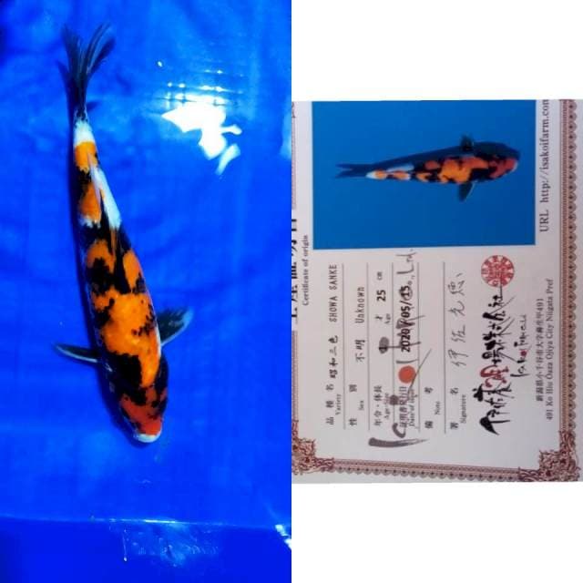 Showa isa