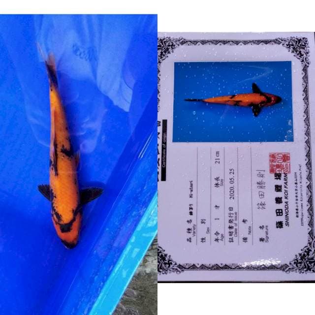 Hiu shinoda