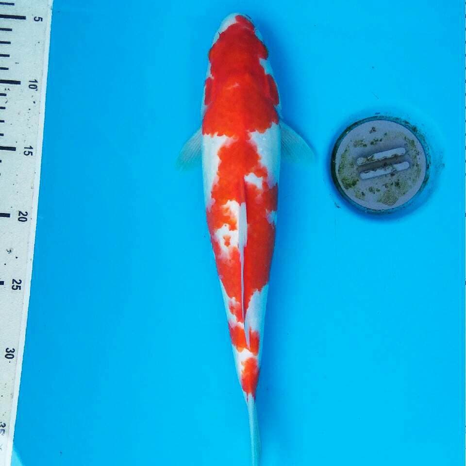 Kohaku bagus