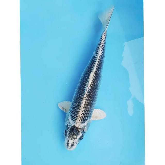 Jumbo 37cm