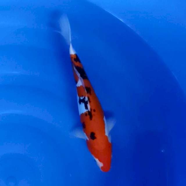 Sanke doitsu murni 33cm