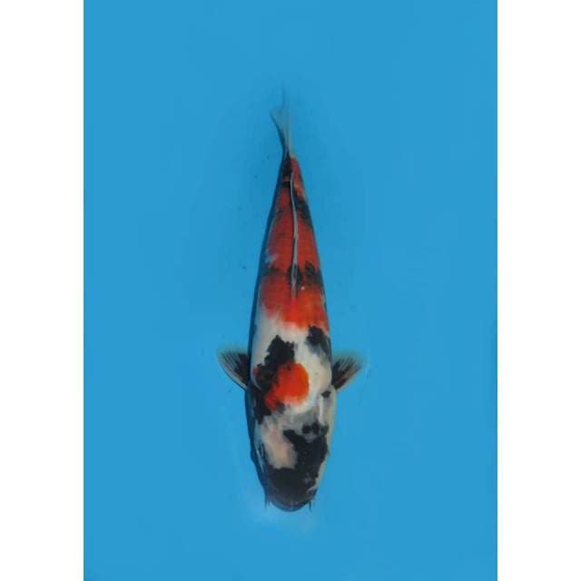 Black Showa - 28cm Male