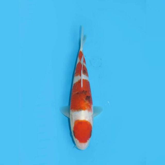 MARUTEN SANKE YONDAN STRONG 18cm MALE