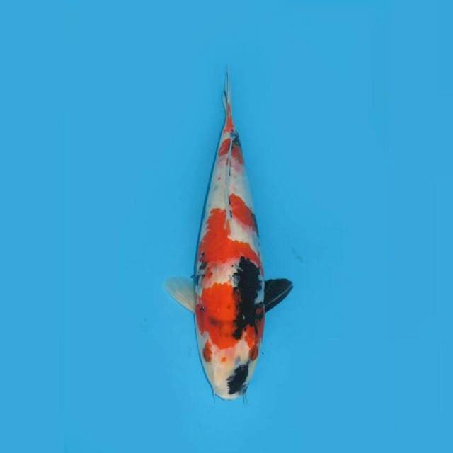 BANZAI - KINDAI SHOWA JUMBO 37CM MALE